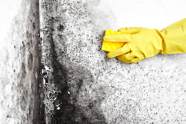 Best Mold Odor Removal Services  in Ponderosa Pine, NM