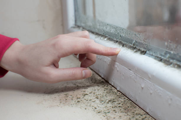 Best Biohazard Mold Removal  in Ponderosa Pine, NM